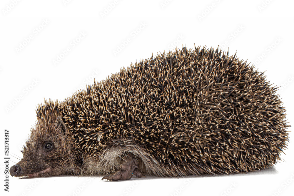 Common hedgehog, or European hedgehog, also known as the West European hedgehog, lat. Erinaceus europaeus, isolated on white background Common hedgehog, or European hedgehog, also known as the West European hedgehog, lat. Erinaceus europaeus, isolated on white background