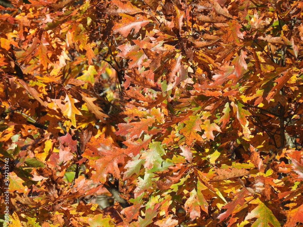 A natural background, autumn colored red oak tree leaves in late October, Tioga State Forest, Wellsboro, Pennsylvania. A natural background, autumn colored red oak tree leaves in late October, Tioga State Forest, Wellsboro, Pennsylvania.