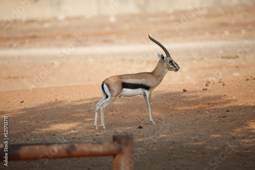 antelope in the desert
