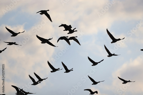 Obraz na plátně geese flock against the sky freedom wildlife birds