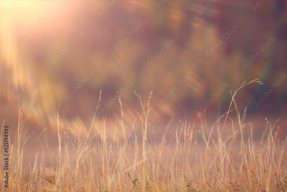 Obraz premium dry grass sun rays background wind nature landscape freedom