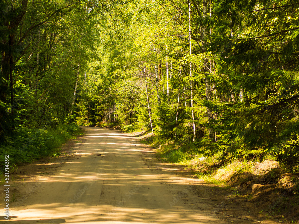 Fototapeta premium dirt forest road on a sunny day