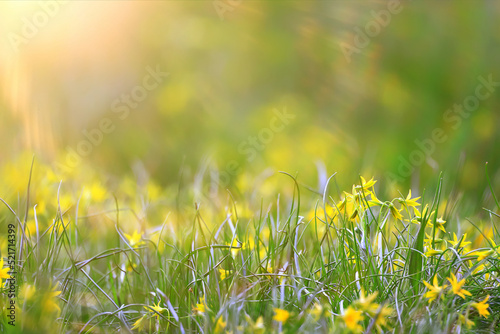 glare sun bokeh background wild spring flowers © kichigin19