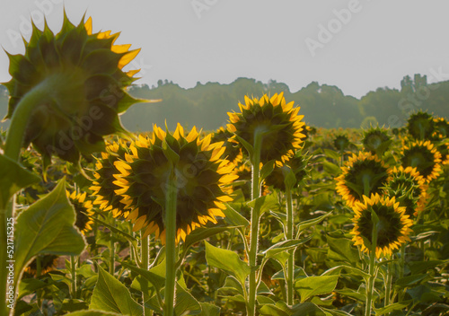 field of sunflowers