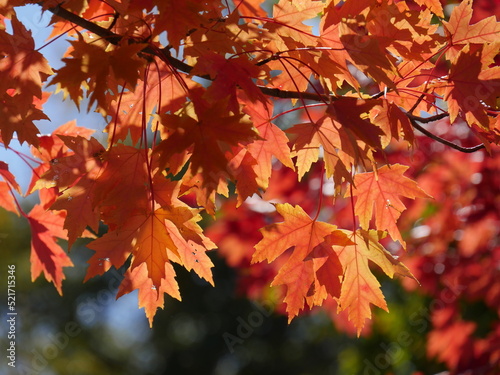 Close up of beautiful vibrant maple leaves in autumn