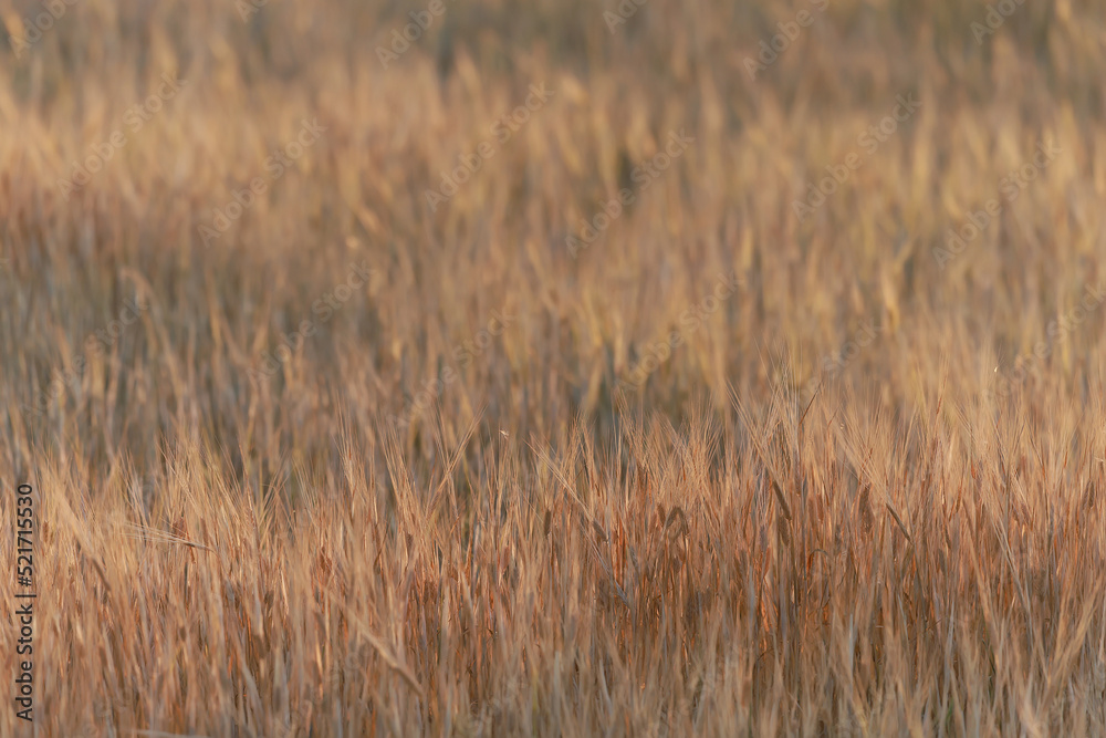 grain harvest background crisis farming grain harvest background crisis farming