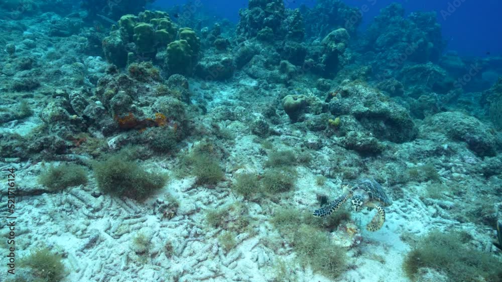 Seascape with Hawksbill Sea Turtle in the coral reef of the Caribbean Sea, Curacao Seascape with Hawksbill Sea Turtle in the coral reef of the Caribbean Sea, Curacao