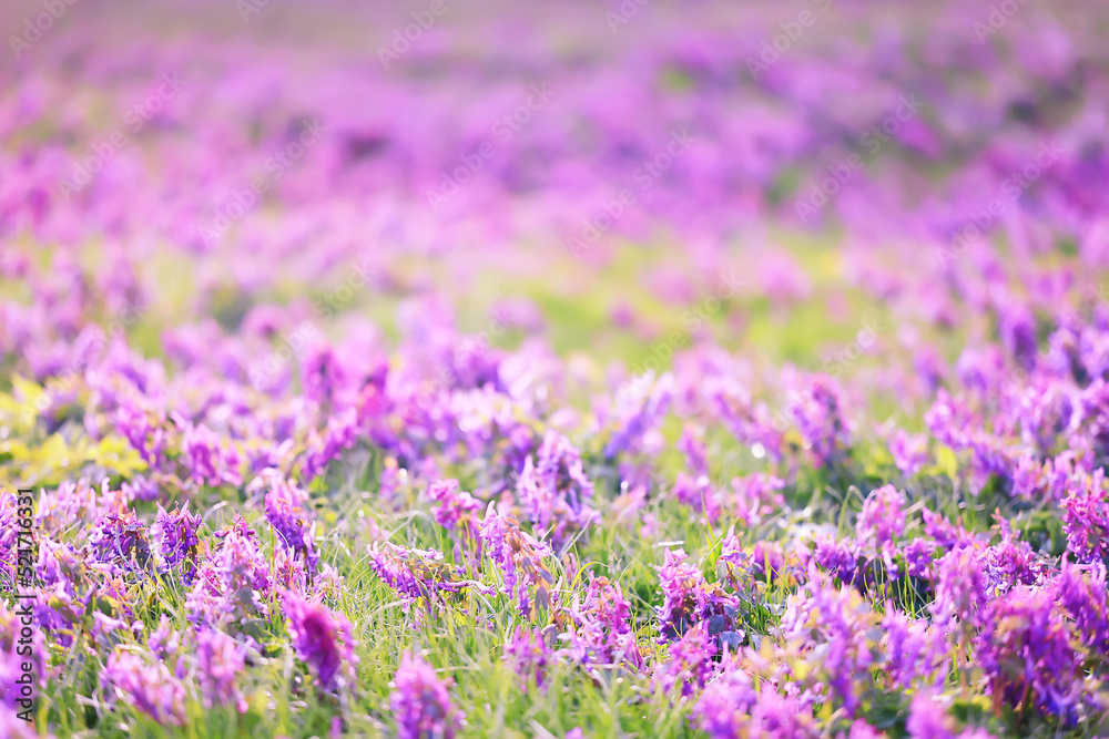 bud purple flower macro spring background