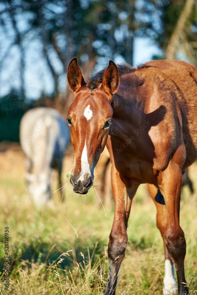 Fototapeta premium A portrait of a bay foal grazes on the pasture on a sunny day. Close-up of a cute molting foal with a white stripe in the herd