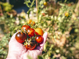 Culture de tomates rouges et bien mûres dans le jardin d'un particulier en carré potager avec main d'une personne en train de cueillir une tomate