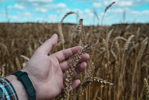 A man holds golden ears of wheat against the background of a ripening field Farmer's hands close-up photo