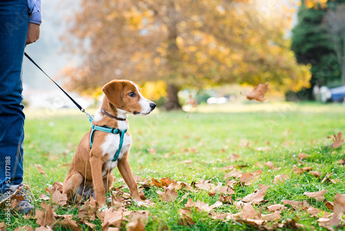 Dog sitting in autumn leaves in park. Happy puppy walking, hiking on leash. Woman and pet have fun, enjoying fall season and sunny warm weather. Outdoor activities in new normal, post-pandemic covid