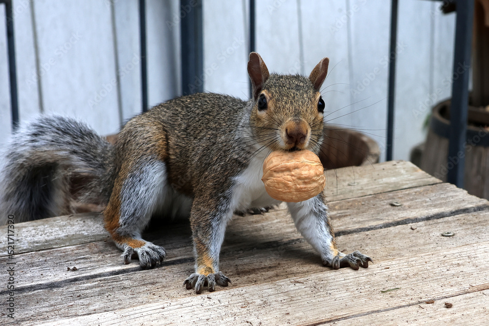 Fototapeta premium Squirrel eating nuts