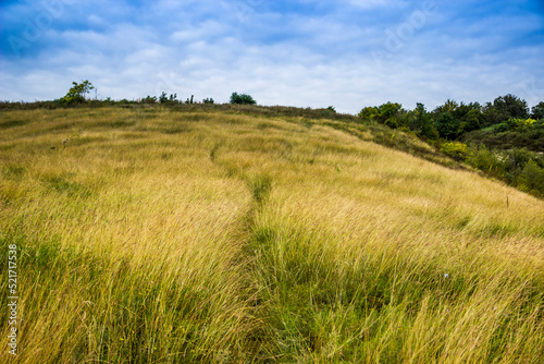 a big wide meadow of green grass