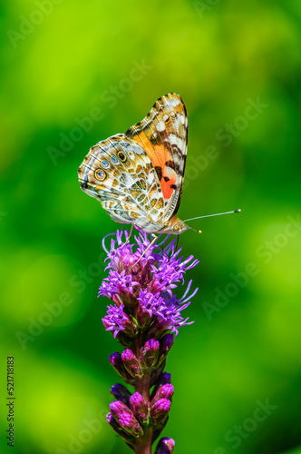 Painted Lady butterfly (Vanessa cardui)