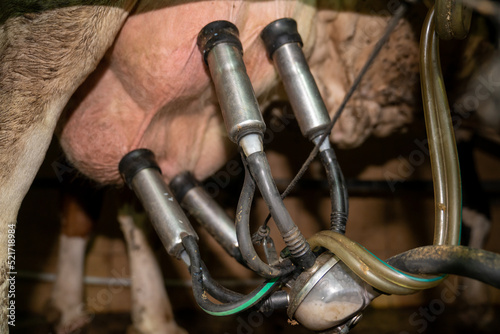 Milking machine on the udder of a cow. Animal farm husbandry concept 