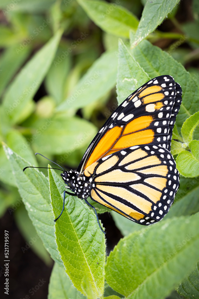 An endangered species monarch butterfly in pollinator garden An endangered species monarch butterfly in pollinator garden