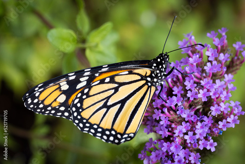 An endangered species monarch butterfly in pollinator garden