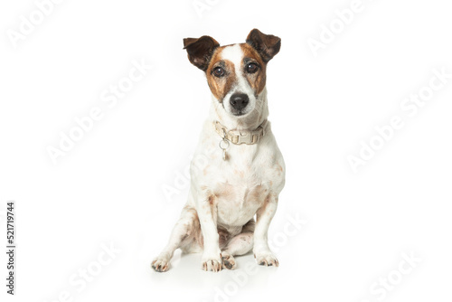 Fototapeta Naklejka Na Ścianę i Meble -  Jack Russell Terrier puppy sitting ( 9 years old)