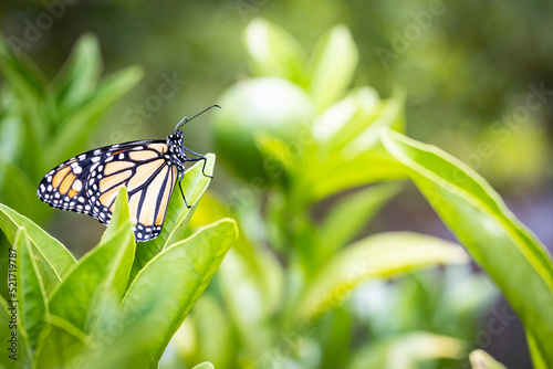 An endangered species monarch butterfly in pollinator garden photo