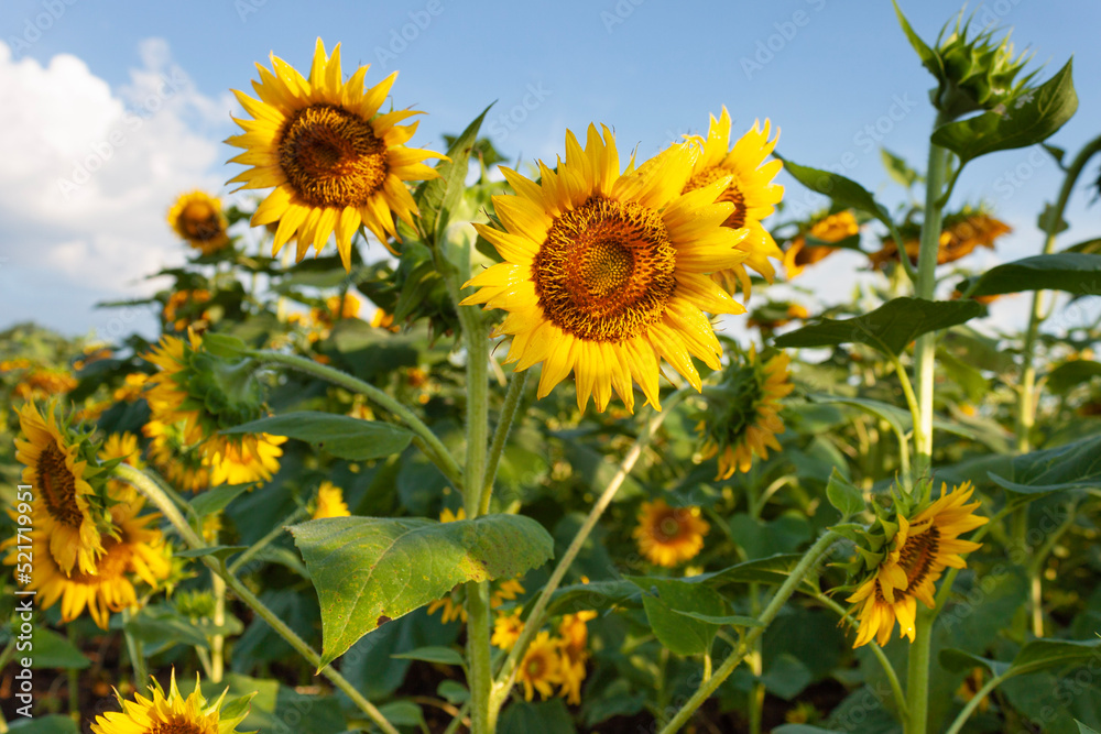 field of sunflowers