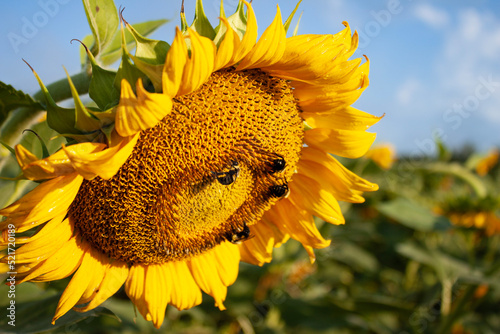 sunflower and bee