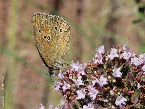 Schmetterling Brauner Waldvogel auf einer Oregano Blüte photo