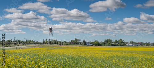 View of a canola field with the village of Gleichen in the background