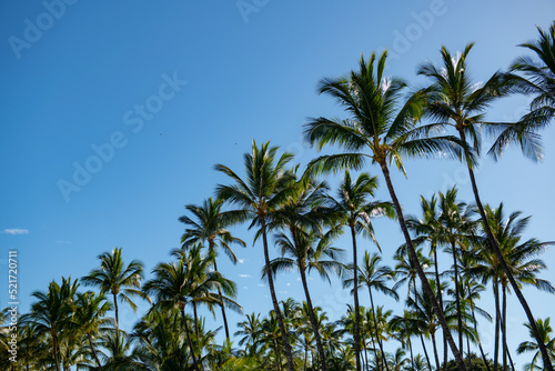Tropical palm leaf background, coconut palm trees. Summer tropical island, vacation pattern. Palms landscape with sunny tropic paradise.