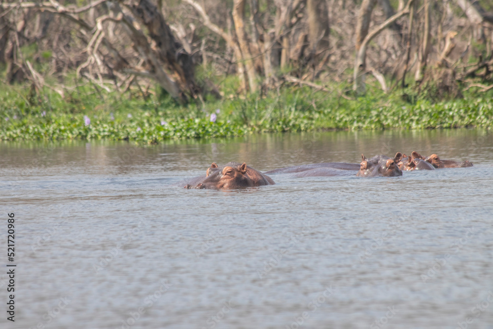 hippos at Murchison falls national park in Uganda hippos at Murchison falls national park in Uganda