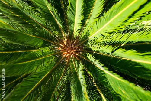 Fototapeta Naklejka Na Ścianę i Meble -  Palm leaves background, natural green texture with palm foliage backdrop.