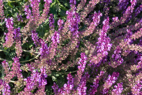 Beautiful wildflowers in the city park - Salvia nemorosa.Floral background