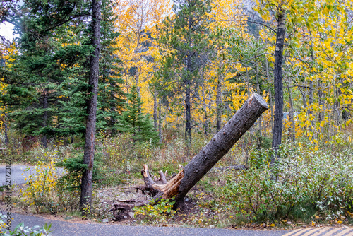 On the path at Mount Lorette Ponds. Bow Valley Wilderness Area, Alberta, Canada photo
