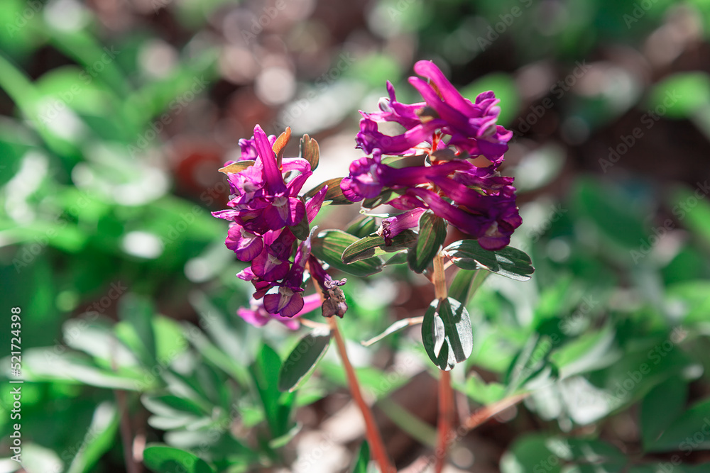 Spring flowers in bloom . Wildflowers florescence in the springtime Spring flowers in bloom . Wildflowers florescence in the springtime