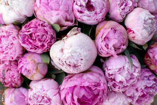 large purple peony buds close-up for the background