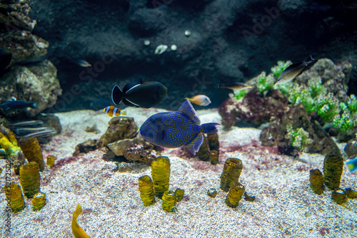 close up of a Blue Triggerfish aka Odonus nigerGallery , synonym consists of Balistes erythrodon, Odonus erythrodon, Xenodon niger photo