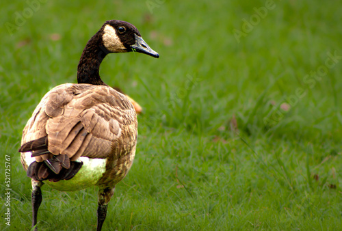 goose on the meadow
