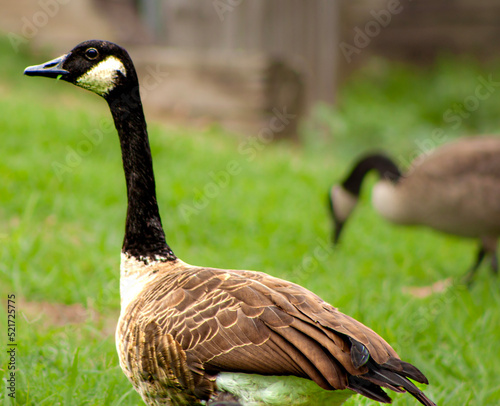 canadian goose