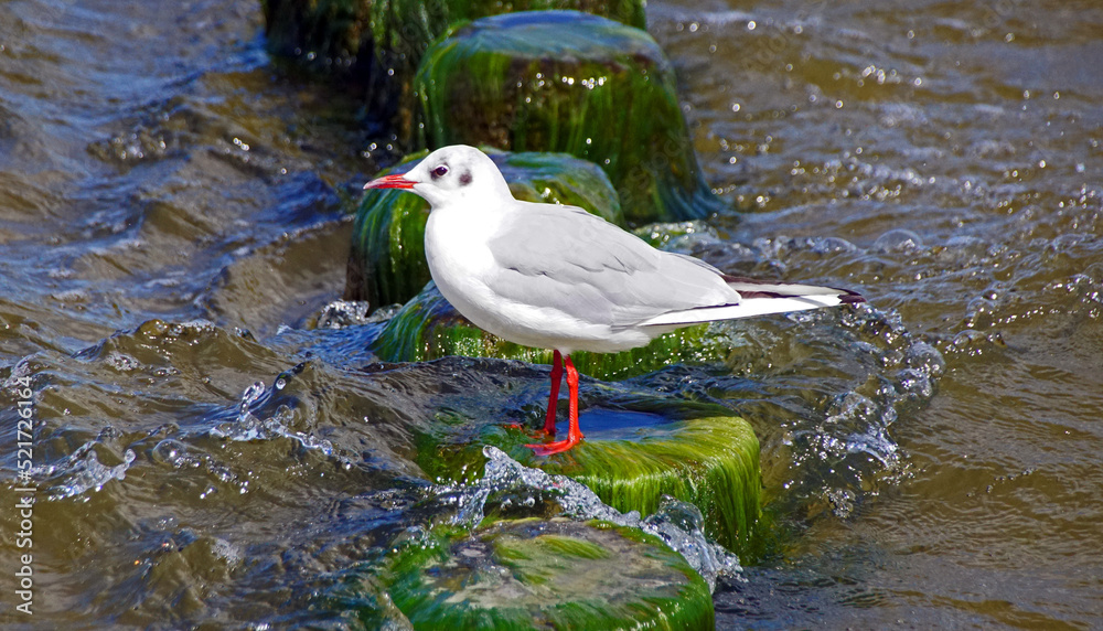 Obraz premium Lachmöwe