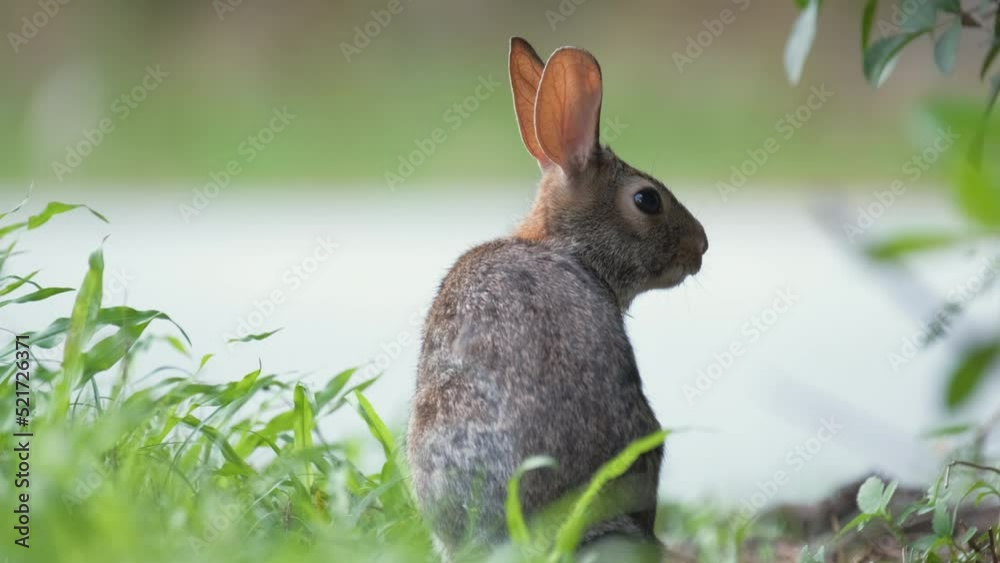 Grey small hare eating grass on summer field. Wild rabbit in nature Grey small hare eating grass on summer field. Wild rabbit in nature