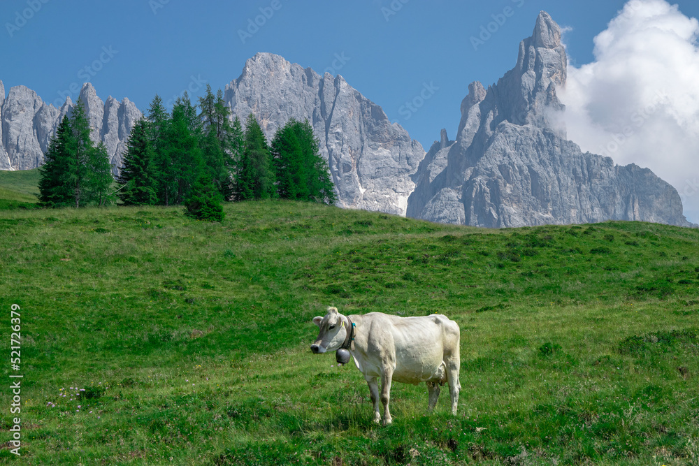 Mountains and cow