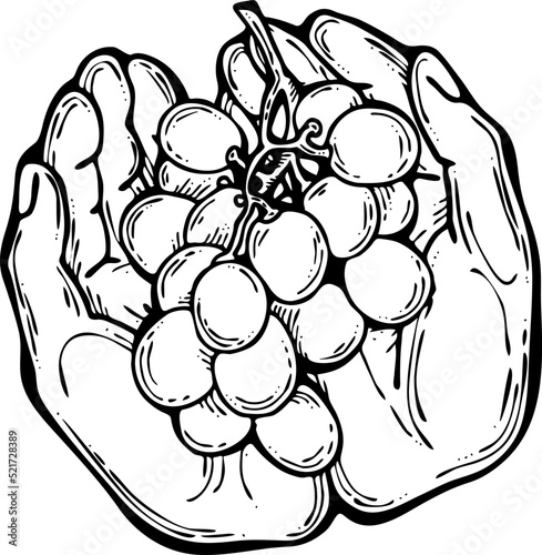 Grapes harvest in farmers hands. Etiquette logo design for wine bottle. Autumn rural vino festival. Winery production. Organic healthy food. Hand drawn retro vintage illustration. Old style drawing. 