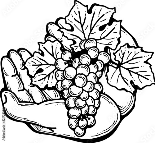 Grapes harvest in farmers hands. Etiquette logo design for wine bottle. Autumn rural vino festival. Winery production. Organic healthy food. Hand drawn retro vintage illustration. Old style drawing. 