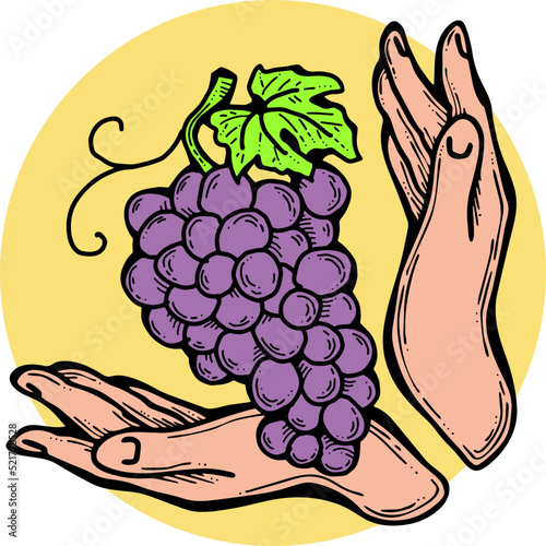 Grapes harvest in farmers hands. Etiquette logo design for wine bottle. Autumn rural vino festival. Winery production. Organic healthy food. Hand drawn retro vintage illustration. Old style drawing. 