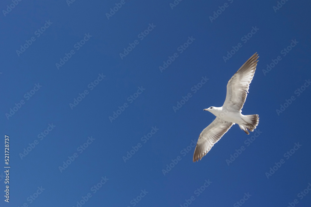 Seagull flying in the blue sky. Adult seagull with white plumage and dark wing tips soaring. Seagull flying in the blue sky. Adult seagull with white plumage and dark wing tips soaring.