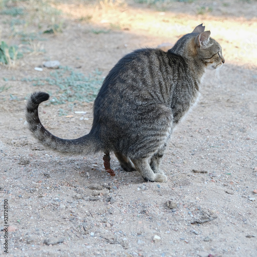 The cat is pooping inside sand ground.  Close up cat poo while cat is pooping. Cat shit in the garden.