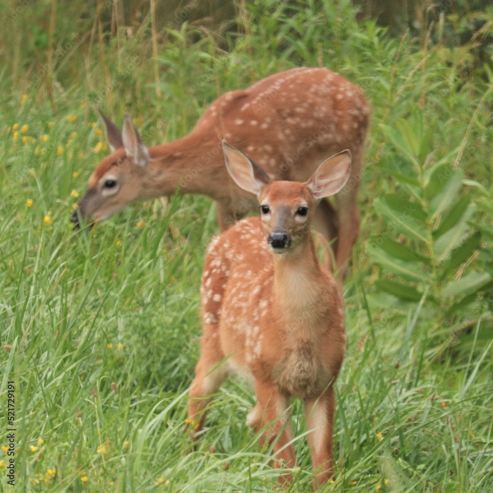 Baby Deer Fawns in Benezette PA Elk State Forest