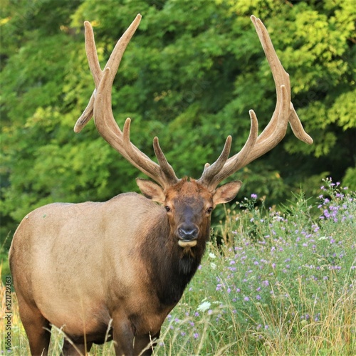 Male Bull Elk Benezette PA © 1wildlifer
