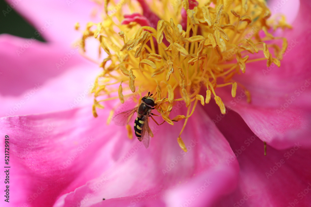syrphe butinant du pollen ou chassant les pucerons sur une fleur rose. syrphidae