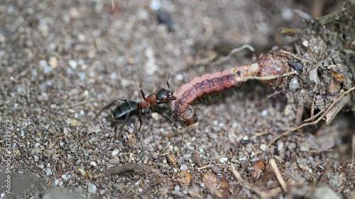 deux formica rufa (fourmis rousse des bois) qui chassent et ramènent une chenille dans leurs fourmilière